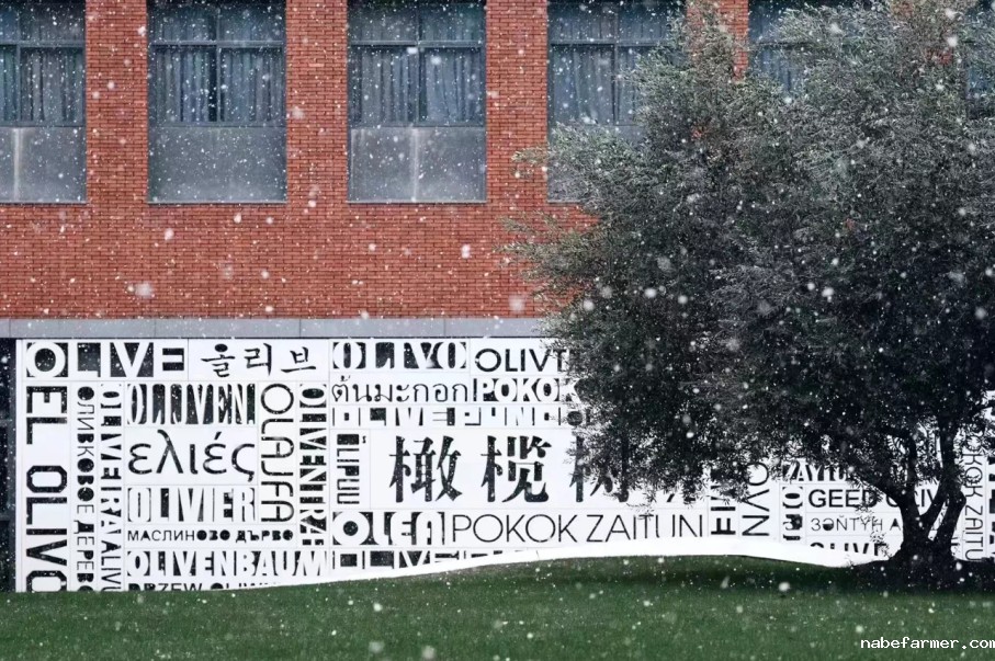 【小鹿国高探校季】第④站  杭州橄榄树学校