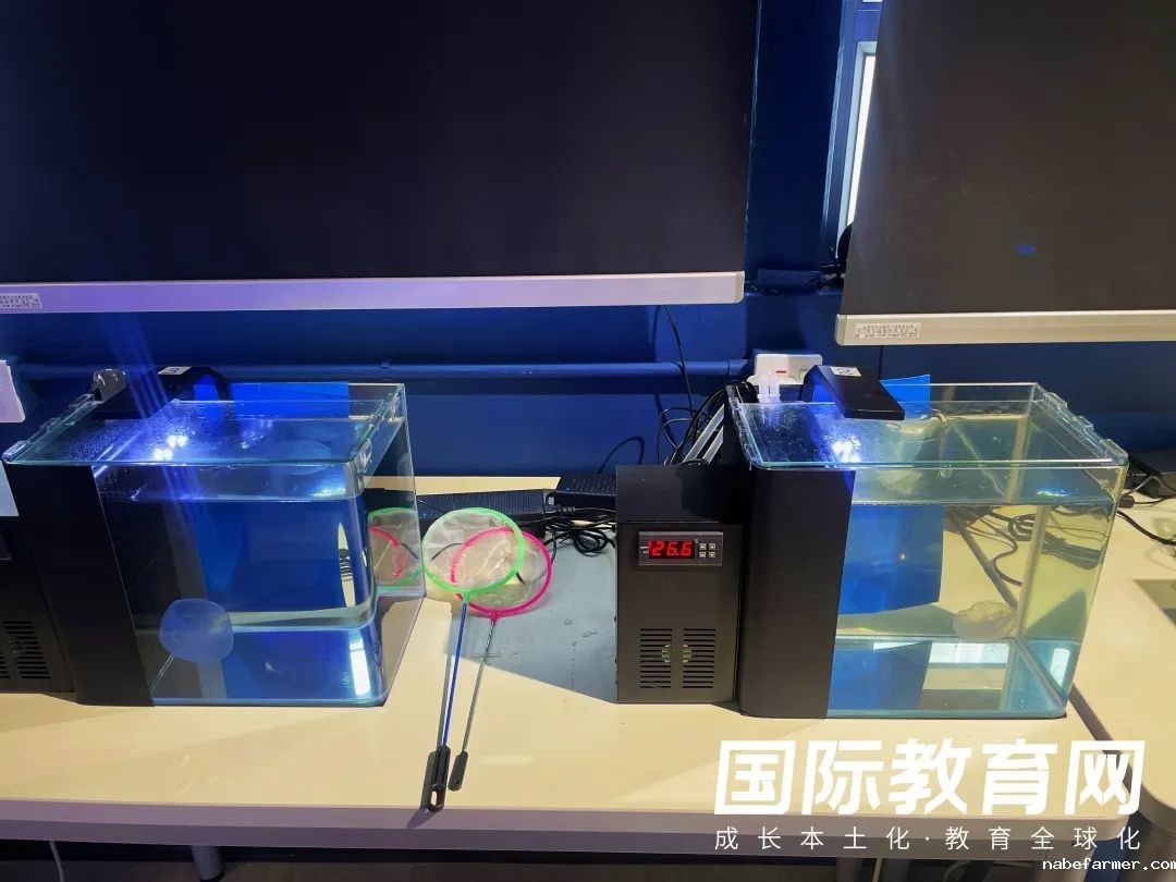 香港暑期访校研学第三站:解锁香港本地文化课程,感受户外运动的丰富魅力!